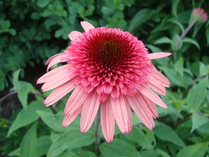  photo Ech_RaspberryTruffle_2014_1.jpg