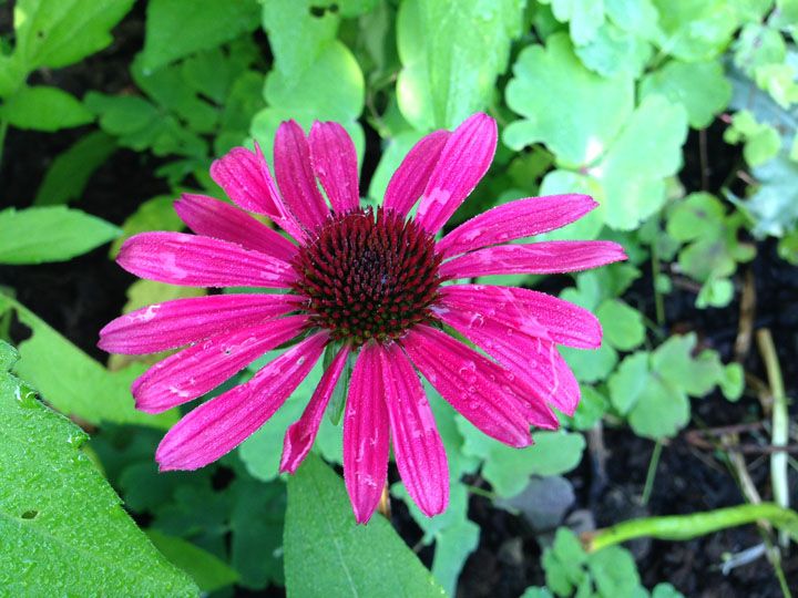  photo Ech_SolarFlare_2014_2.jpg