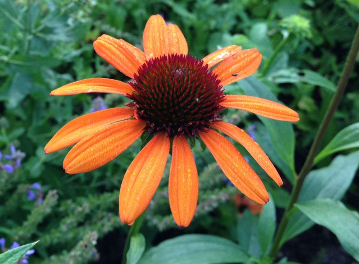  photo Ech_TikiTorch_2014_1.jpg