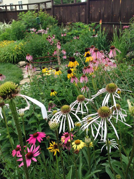  photo Ech_bed_2014_1.jpg