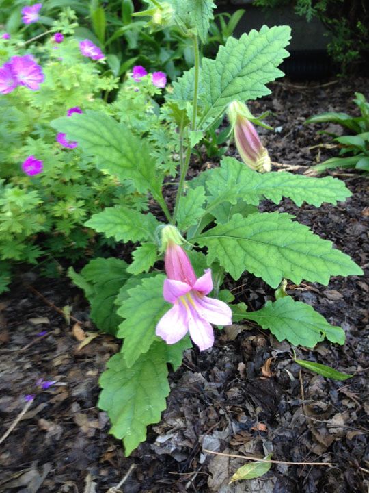  photo Rehmannia_elata_1.jpg