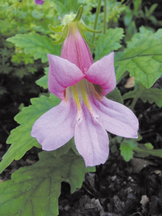  photo Rehmannia_elata_3.jpg