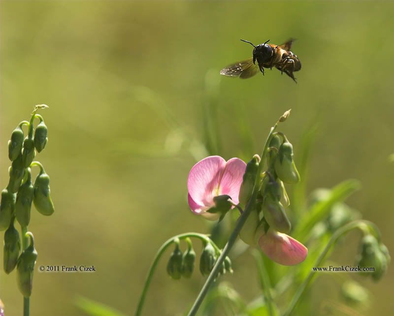 IMAGE: http://img.photobucket.com/albums/v218/PhotosGuy/2011%20Misc/Bee-SweetPea_8-1-11_2871.jpg