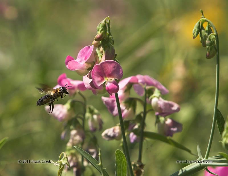 IMAGE: http://img.photobucket.com/albums/v218/PhotosGuy/2011%20Misc/Bee-SweetPea_8-1-11_2957.jpg