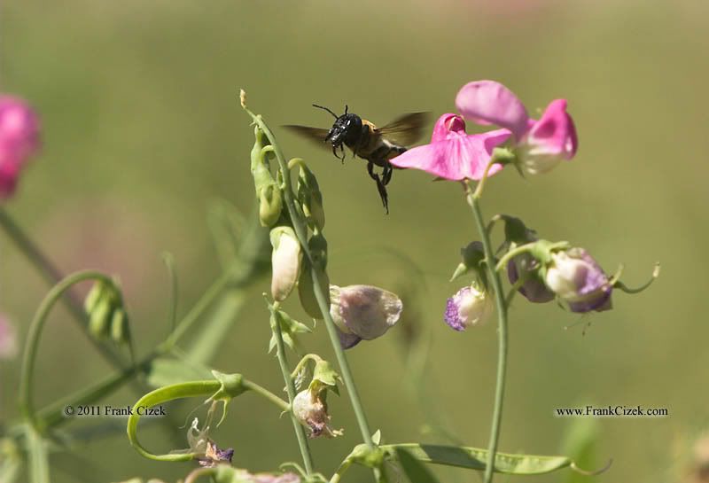 IMAGE: http://img.photobucket.com/albums/v218/PhotosGuy/2011%20Misc/Bee-SweetPea_8-1-11_2991.jpg