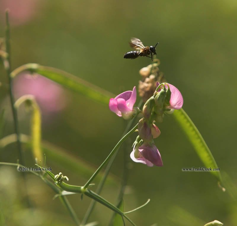 IMAGE: http://img.photobucket.com/albums/v218/PhotosGuy/2011%20Misc/Bee-SweetPea_8-1-11_3007.jpg