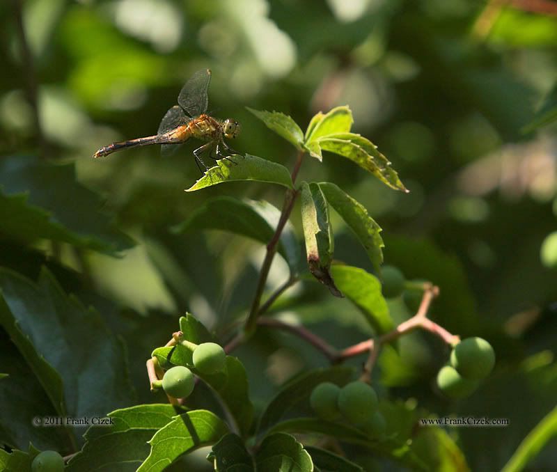 IMAGE: http://img.photobucket.com/albums/v218/PhotosGuy/2011%20Misc/Dragon-Fly_7-30-11_2857.jpg