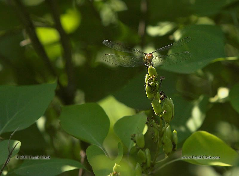 IMAGE: http://img.photobucket.com/albums/v218/PhotosGuy/2011%20Misc/Dragon-Fly_7-30-11_2864.jpg