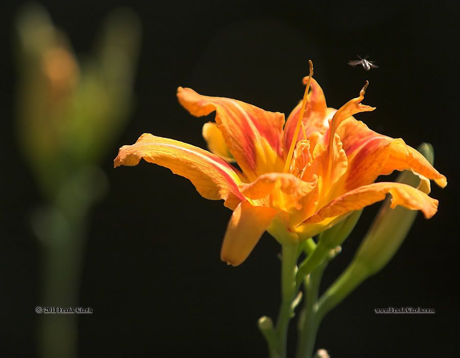 IMAGE: http://img.photobucket.com/albums/v218/PhotosGuy/2011%20Misc/_MG_2823.jpg