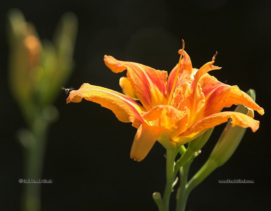 IMAGE: http://img.photobucket.com/albums/v218/PhotosGuy/2011%20Misc/_MG_2840.jpg