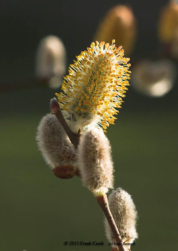 IMAGE: http://img.photobucket.com/albums/v218/PhotosGuy/2015%20Misc/PussyWillows_4-18-15_0067.jpg~original