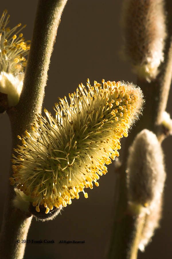 IMAGE: http://img.photobucket.com/albums/v218/PhotosGuy/2015%20Misc/PussyWillows_4-18-15_0079.jpg~original