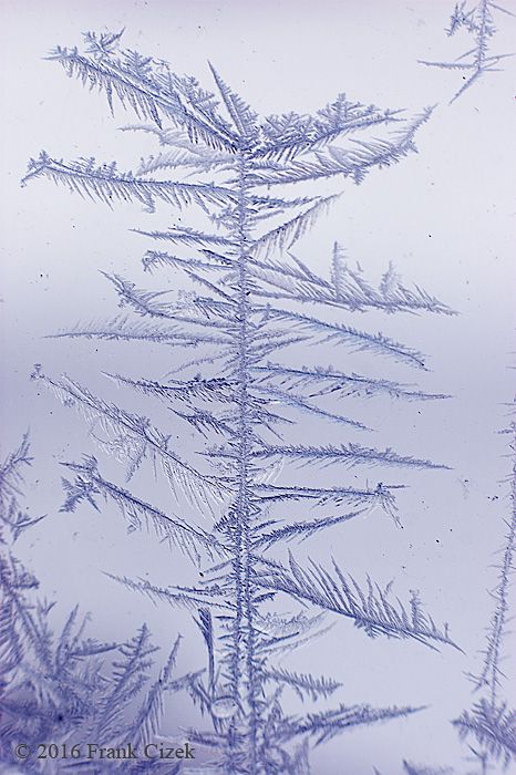 IMAGE: http://img.photobucket.com/albums/v218/PhotosGuy/2016/Frost-Trees_0307.jpg 