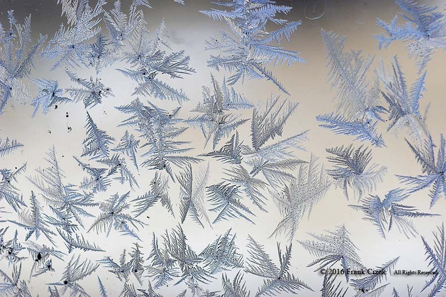 IMAGE: http://img.photobucket.com/albums/v218/PhotosGuy/2016/Frost_1-17-16_349.jpg 