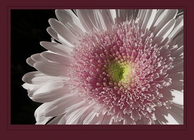 IMAGE: http://img.photobucket.com/albums/v218/PhotosGuy/Daisy_020-2.jpg