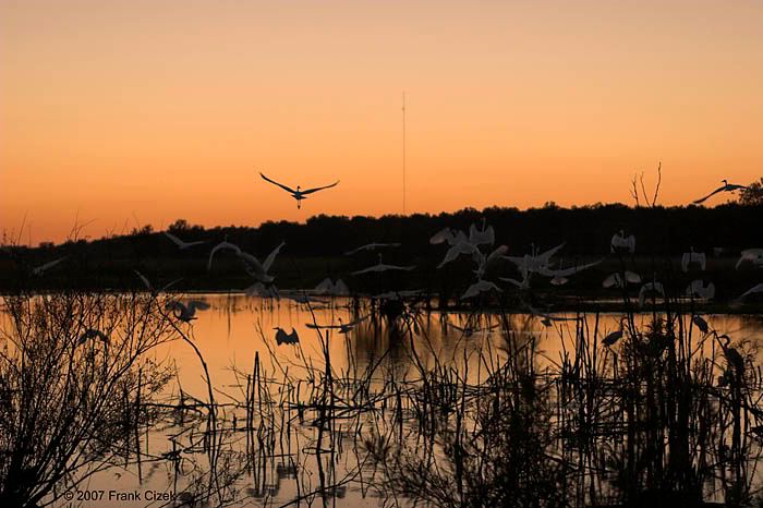 IMAGE: http://img.photobucket.com/albums/v218/PhotosGuy/Forum%20Junk/Bird-Pond_8-24-07_0197.jpg?t=1188178520