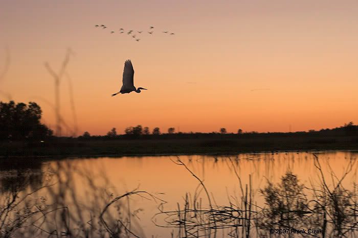 IMAGE: http://img.photobucket.com/albums/v218/PhotosGuy/Forum%20Junk/Bird-Pond_8-24-07_0237.jpg?t=1188178566