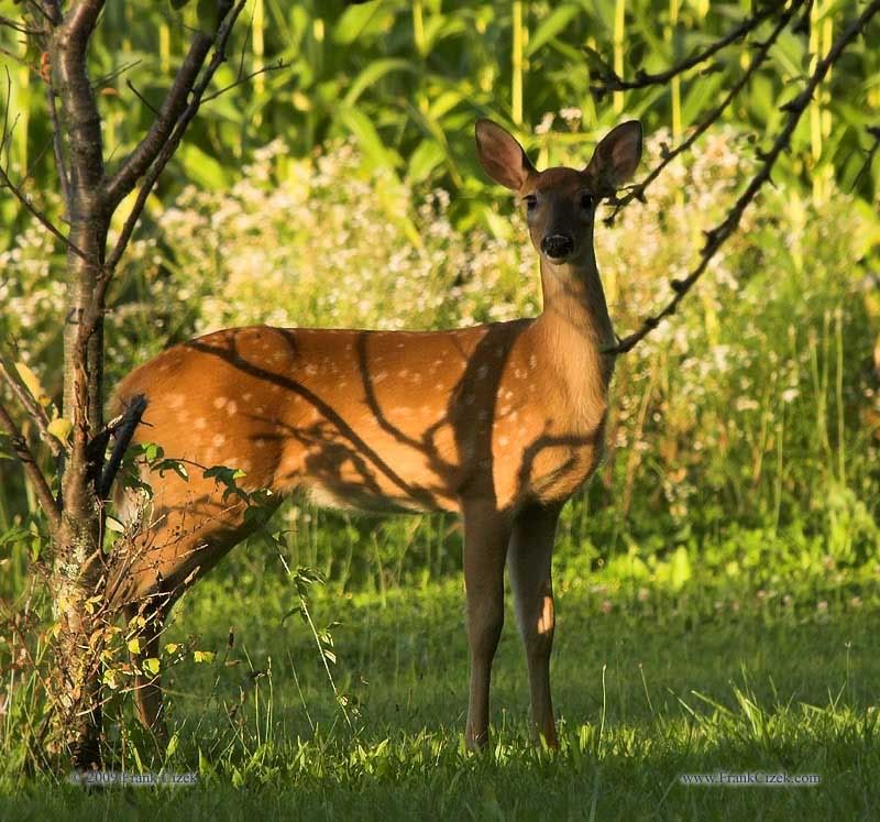 IMAGE: http://img.photobucket.com/albums/v218/PhotosGuy/Forum%20Junk/Doe_2622.jpg