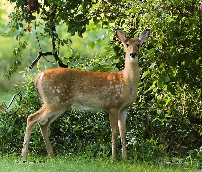 IMAGE: http://img.photobucket.com/albums/v218/PhotosGuy/Forum%20Junk/Doe_2652.jpg