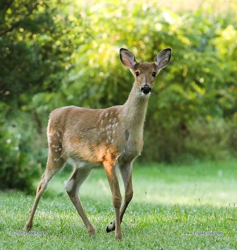 IMAGE: http://img.photobucket.com/albums/v218/PhotosGuy/Forum%20Junk/Doe_2662.jpg