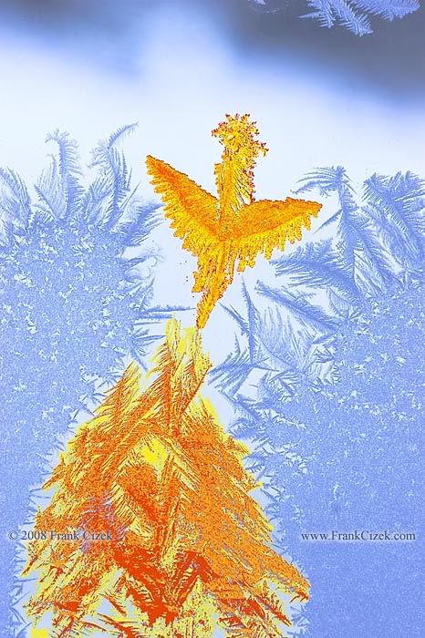 IMAGE: http://img.photobucket.com/albums/v218/PhotosGuy/Forum%20Junk/Phoenix-b_1-24-09_0180.jpg?t=1233458930