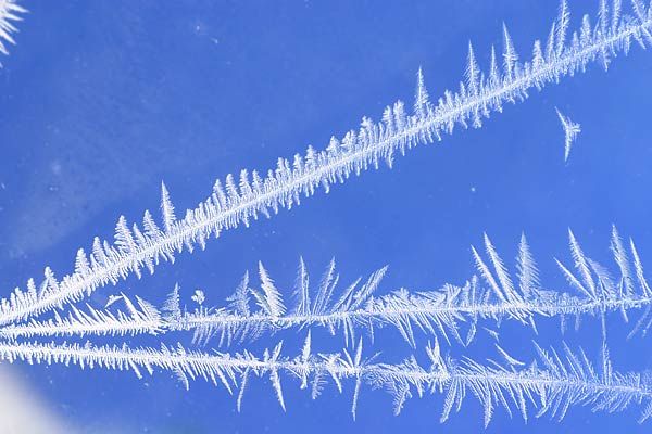 IMAGE: http://img.photobucket.com/albums/v218/PhotosGuy/Forum%20Junk/WF-Forest-R-_0249.jpg