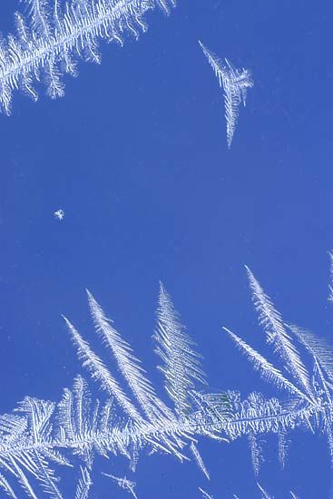 IMAGE: http://img.photobucket.com/albums/v218/PhotosGuy/Forum%20Junk/WF-Forest-R-_0253.jpg