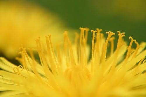 IMAGE: http://img.photobucket.com/albums/v218/PhotosGuy/Plus10_0060.jpg