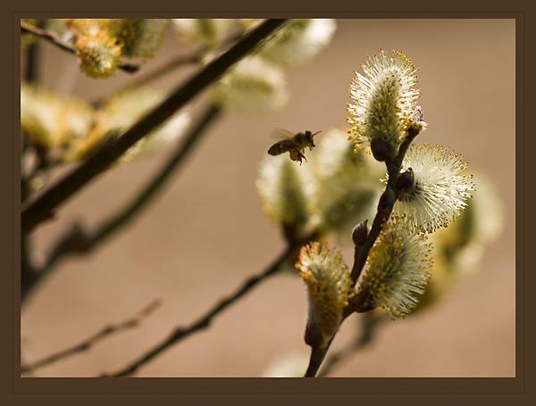 IMAGE: http://img.photobucket.com/albums/v218/PhotosGuy/Pussy-Willows_028.jpg