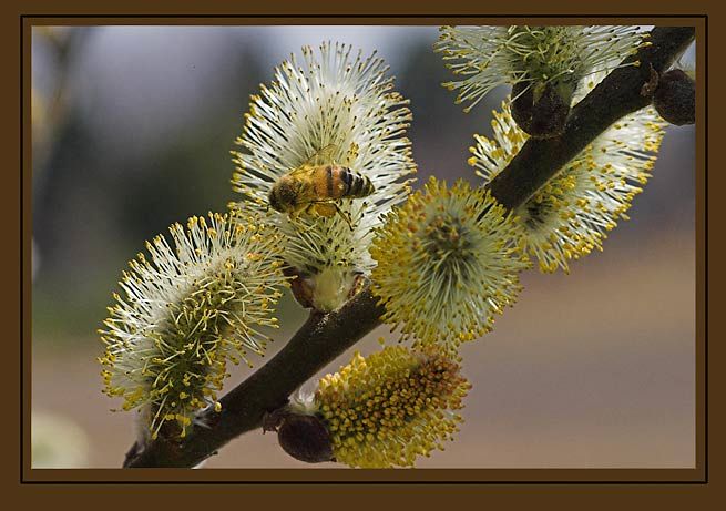 IMAGE: http://img.photobucket.com/albums/v218/PhotosGuy/Pussy-Willows_064.jpg