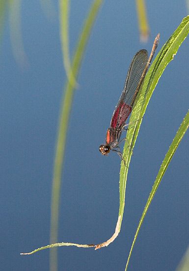 IMAGE: http://img.photobucket.com/albums/v218/PhotosGuy/Samples%20-%20General/DamselFlys_152.jpg