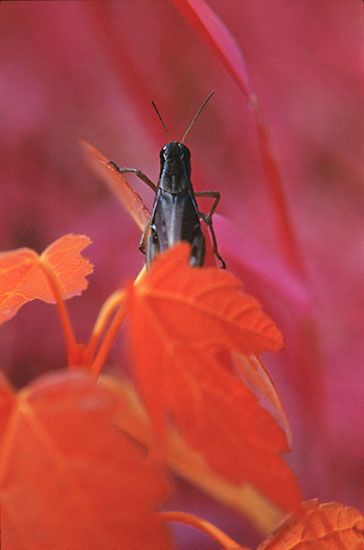 IMAGE: http://img.photobucket.com/albums/v218/PhotosGuy/Samples%20-%20General/Grasshopper-IR-03.jpg?t=1213538307