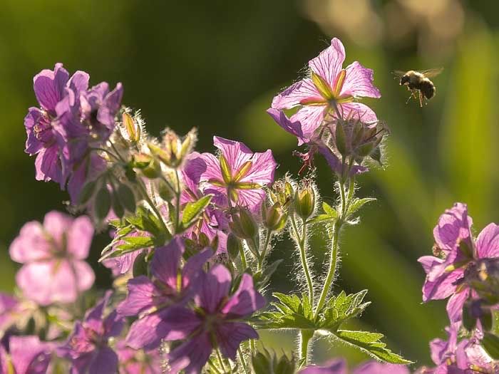 IMAGE: http://img.photobucket.com/albums/v218/PhotosGuy/_MG_1099-01.jpg