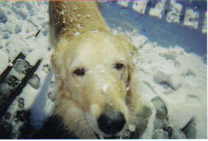 11c2bd03.jpg My cute dog Allie, enjoying the snow! image by queenofrandom21