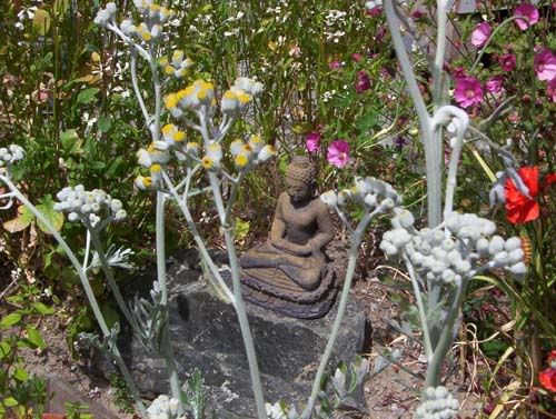 Buddha Garden with caterpillars July 2006<br />