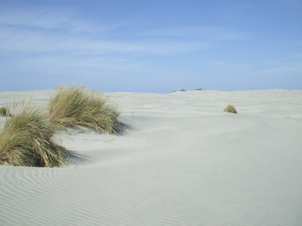 Endless sand dunes - Some sign of vegetation!
