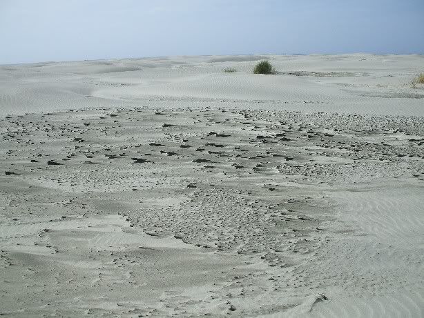Wind blew the damp sand to form peaks