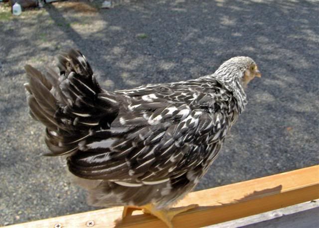 http://img.photobucket.com/albums/v219/CetaWin/Chickens/7%20weeks%20old/Speckles1.jpg