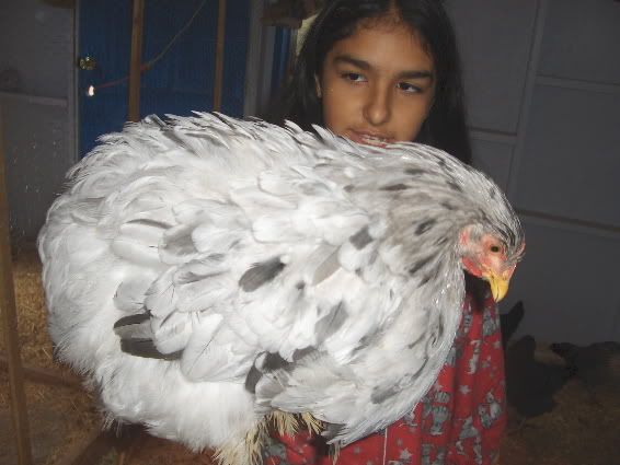 Giant Cochin Chicken