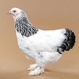 http://img.photobucket.com/albums/v219/CetaWin/Chickens/lightbrahma.jpg