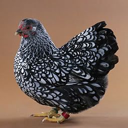 http://img.photobucket.com/albums/v219/CetaWin/Chickens/silverlacedwyandotte.jpg