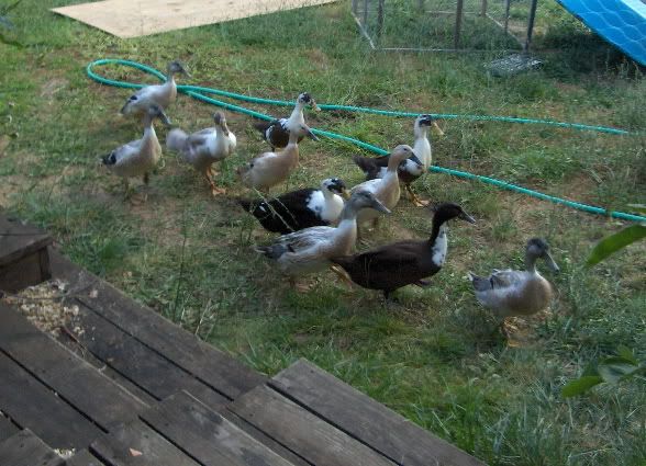 Golden Welsh Harlequins,Ancona