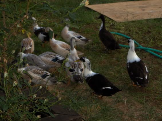 Golden Welsh Harlequins,Ancona