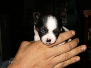 pup1-1.jpg