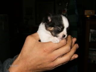 pup2.jpg