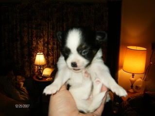 pup3.jpg