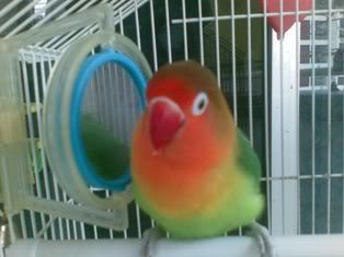 Photo Sharing and Video Hosting at Photobucket