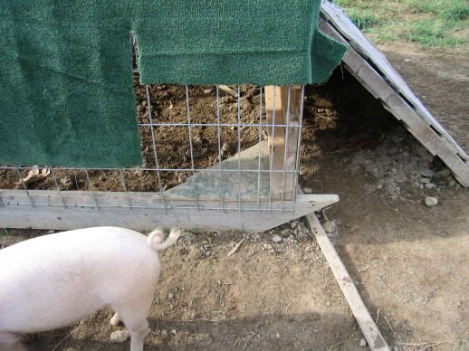 Any ideas for inexpensive shelter? - Homesteading Questions