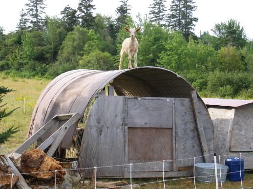 Any ideas for inexpensive shelter? - Homesteading Questions