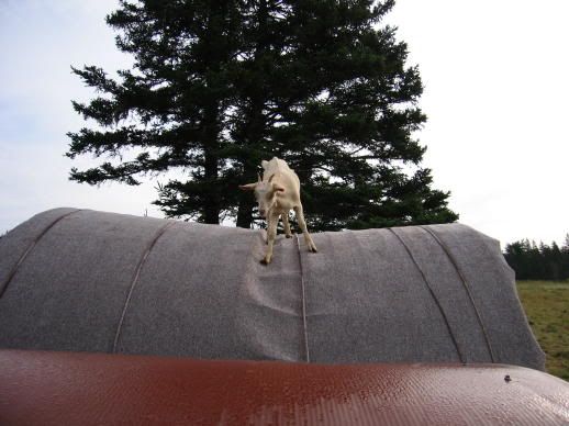 Any ideas for inexpensive shelter? - Homesteading Questions